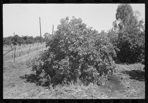 Orange tree being irrigated, Maricopa County, Arizona