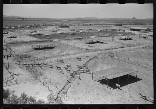 Dairy cattle and shelters at the Casa Grande Valley Farms, Pinal County, Arizona