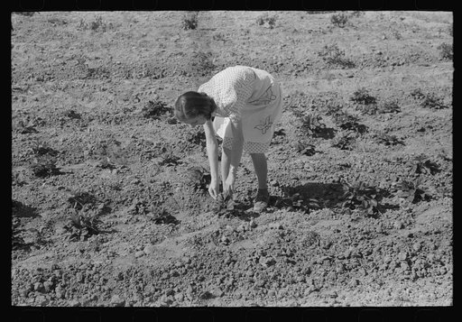 Woman living on the Casa Grande Valley Farms in Pinal County, Arizona, pPicking strawberries. Members of this cooperative project have both cooperative gardens and small individual plots for raising specialty crops for home consumption