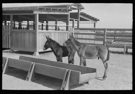 Mule colts, Tom and Jerry, at the Casa Grande Valley Farms, Pinal County, Arizona