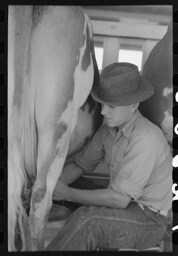 Milking at the dairy of the Casa Grande Valley Farms, Pinal County, Arizona