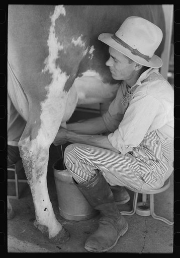 Milking at the dairy of the Casa Grande Valley Farms, Pinal County, Arizona