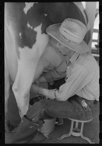 Milking at the dairy of the Casa Grande Valley Farms, Pinal County, Arizona