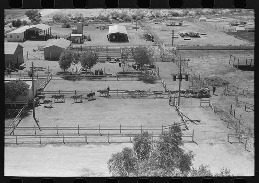Driving in the dairy cattle for milking at the Casa Grande Valley Farms, Pinal County, Arizona