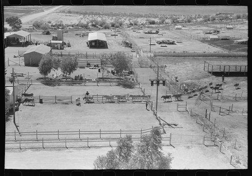 Untitled photo, possibly related to: Driving in the dairy cattle for milking at the Casa Grande Valley Farms, Pinal County, Arizona