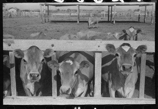 Dairy cattle at the feed trough, Casa Grande Valley Farms, Pinal County, Arizona