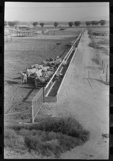 Dairy cattle at the feed trough, Casa Grande Valley Farms, Pinal County, Arizona