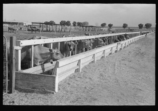 Dairy cattle at the feed trough, Casa Grande Valley Farms, Pinal County, Arizona