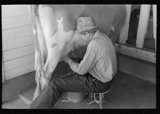 Milking time at the Casa Grande Valley Farms, Pinal County, Arizona