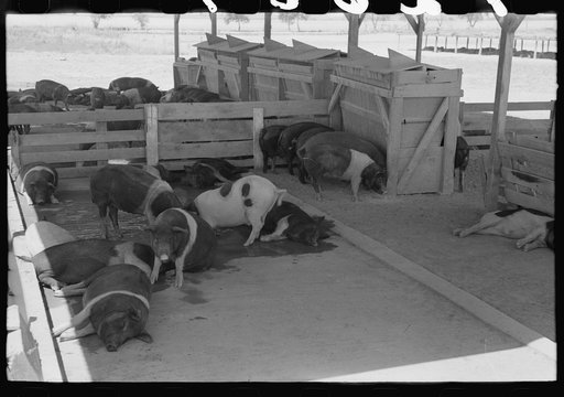 Untitled photo, possibly related to: Hogs at the Casa Grande Valley Farms, Pinal County, Arizona