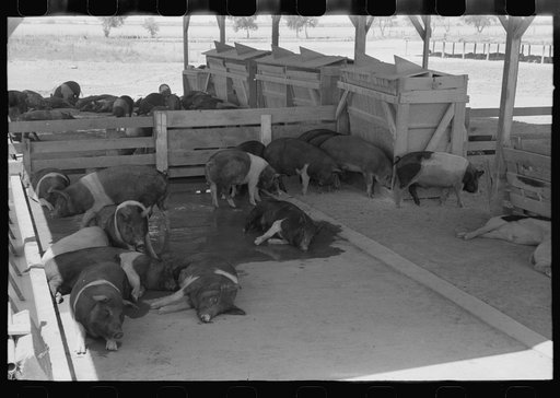 Hogs at the Casa Grande Valley Farms, Pinal County, Arizona