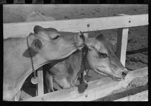 Dairy cattle at Casa Grande Valley Farms, Pinal County, Arizona