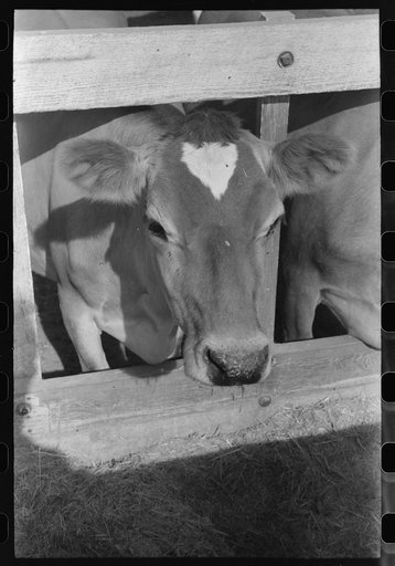Dairy cow at Casa Grande Valley Farms, Pinal County, Arizona