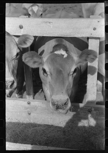 Dairy cow at Casa Grande Valley Farms, Pinal County, Arizona
