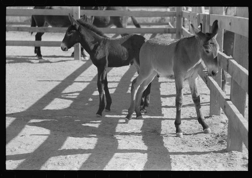 Mule colts, Tom and Jerry, who are presently great pets of the Casa Grande Valley Farms, Pinal County, Arizona