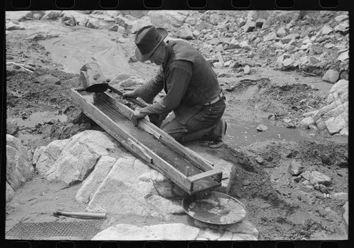 Prospector pouring dirt which he thinks contains gold in sluice box. The sluice box is so placed that the water of the stream naturally runs through it, taking off the lighter dirt and sticks and stones while the heavy gold clings to the bottom of the box. The water is caught in the pan for examinat