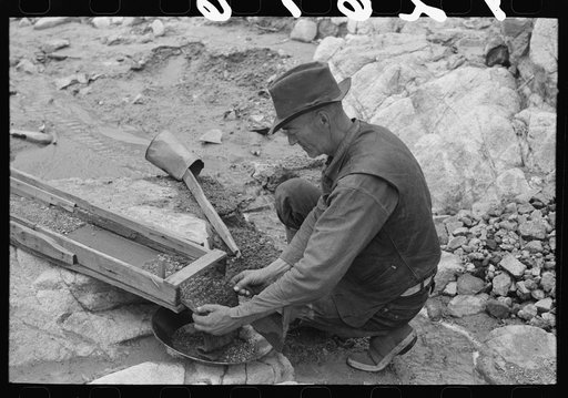 Prospector removing wire screen from bottom of sluice box. This screen catches the gold as the water washes through the box. Pinos Altos, New Mexico