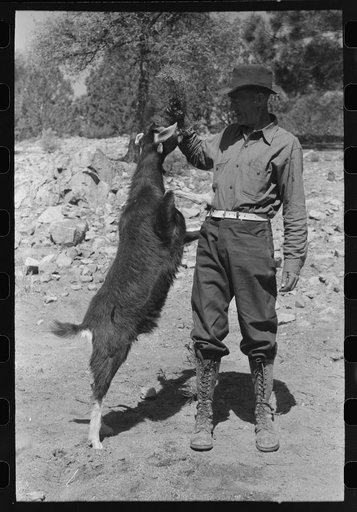 Prospector with his milk goat, Pinos Altos, New Mexico
