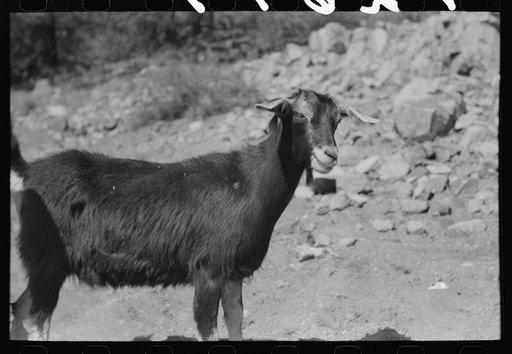 Untitled photo, possibly related to: Prospector with his milk goat, Pinos Altos, New Mexico