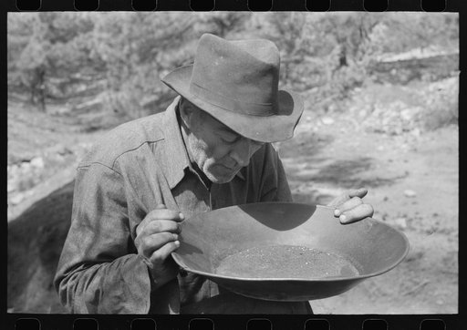 Prospector blowing on pan of fine dirt which contains particles of gold in order to blow the dirt away and leave the heavy gold. In this dry panning the pan is rotated until the dirt is on one side and then with a decisive toss it is thrown into the air, the light dirt being then blown away by the w