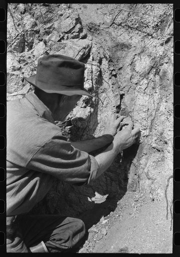 Prospector taking a sample of dirt from creek bed which contains scattered gold. Pinos Altos, New Mexico