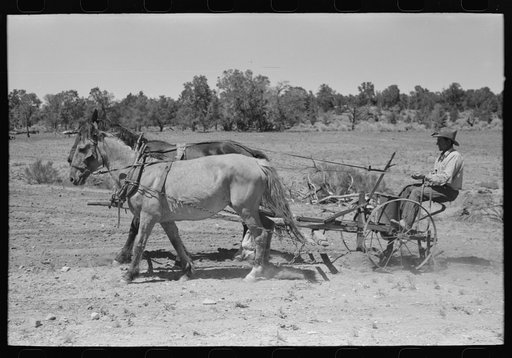Faro Caudill planting beans, Pie Town, New Mexico