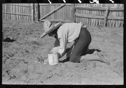 Mrs. Caudill setting out cabbage plants in her garden, Pie Town, New Mexico