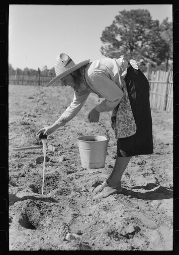 Untitled photo, possibly related to: Mrs. Caudill pouring water into holes before setting out cabbage plants, Pie Town, New Mexico