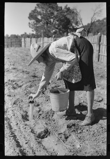 Mrs. Caudill pouring water into holes before setting out cabbage plants, Pie Town, New Mexico