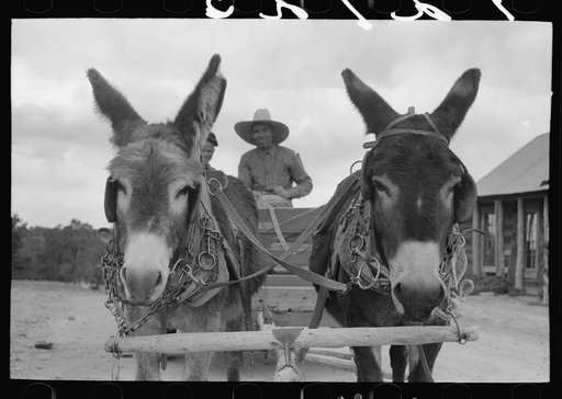 Burros pulling cart which Mr. Leatherman, homesteader, is driving. Pie Town, New Mexico
