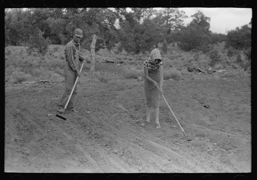 Jack Whinery and his daughter covering up beans. Whinery homesteaded with no cash less than a year ago and does not have much equipment; consequently he and his family farm the slow, hard way, by hand. Pie Town, New Mexico
