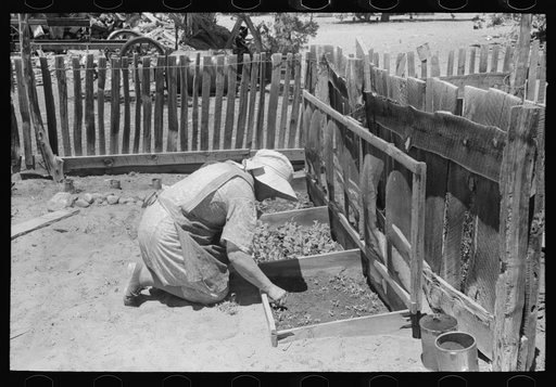 Mrs. Hutton works in her seedbed. Pie Town, New Mexico