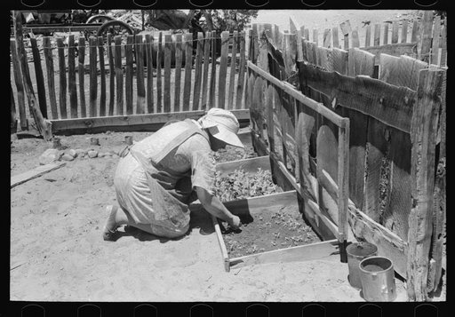 Untitled photo, possibly related to: Mrs. Hutton works in her seedbed. Pie Town, New Mexico
