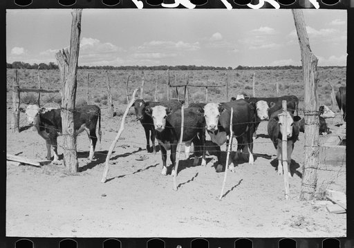 Calves of the beef herd of the George Huttons. They got one hundred percent calf crop this year. Pie Town, New Mexico