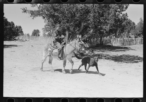 Young Hutton and his dog and burro go for the milk cows. Pie Town, New Mexico