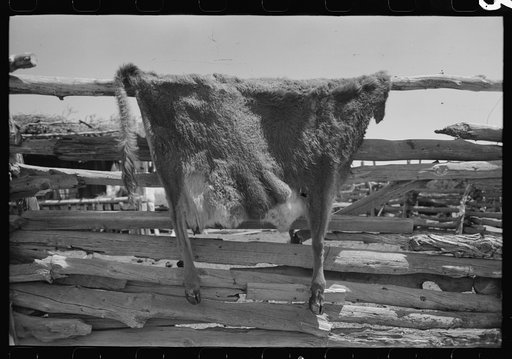 Cow hide drying on homesteader's fence. Pie Town, New Mexico