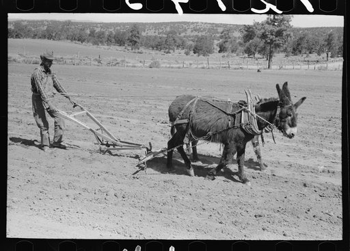 Untitled photo, possibly related to: Jack Whinery hitching his burros up to homemade plow. Pie Town, New Mexico