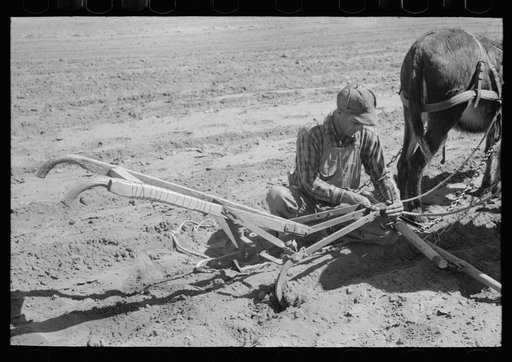 Untitled photo, possibly related to: Jack Whinery hitching his burros up to homemade plow. Pie Town, New Mexico