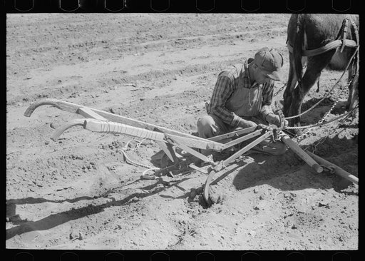 Jack Whinery hitching his burros up to homemade plow. Pie Town, New Mexico