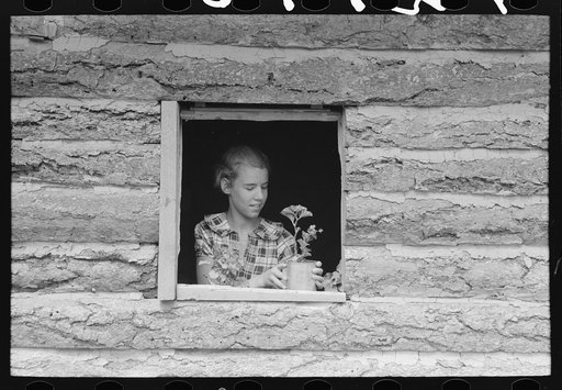 Untitled photo, possibly related to: Jack Whinery's daughter setting pot plant in window. This is the window in the aboveground slab room. Pie Town, New Mexico
