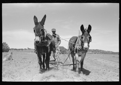 Untitled photo, possibly related to: Jack Whinery plowing with burros and homemade plow. Pie Town, New Mexico