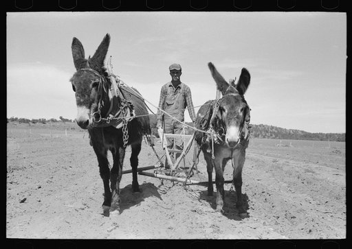 Jack Whinery plowing with burros and homemade plow. Pie Town, New Mexico