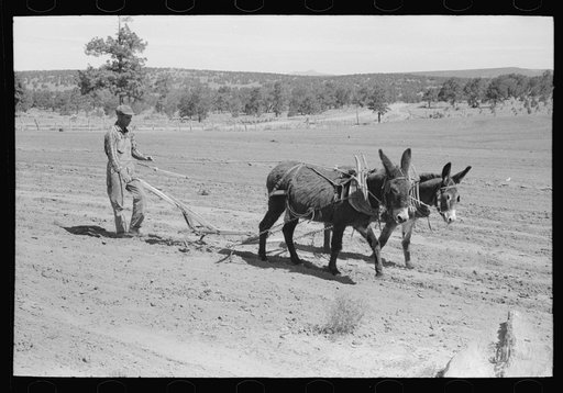Jack Whinery plowing with burros and homemade plow. Pie Town, New Mexico