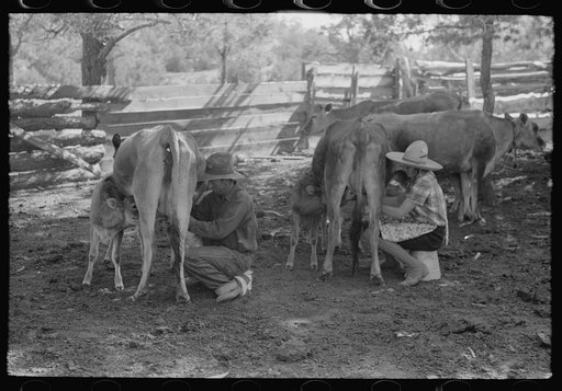 Untitled photo, possibly related to: Mrs. Caudill milking. Pie Town, New Mexico