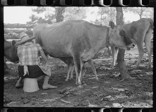 Mrs. Caudill milking. Pie Town, New Mexico