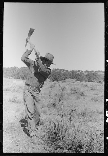Faro Caudill grubbing out rabbit brush. Pie Town, New Mexico