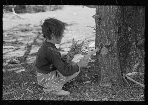 Untitled photo, possibly related to: Josie Caudill getting resin from pinon tree for chewing gum. Pie Town, New Mexico