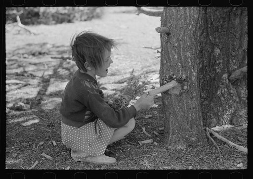 Josie Caudill getting resin from pinon tree for chewing gum. Pie Town, New Mexico