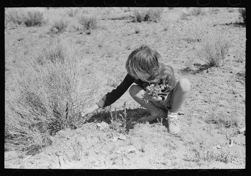 Josie Caudill gathering wildflowers. Pie Town, New Mexico