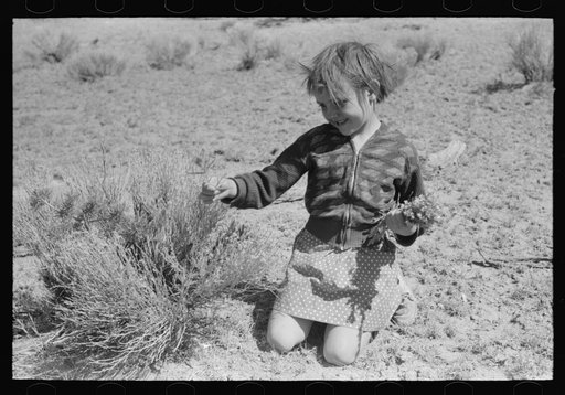 Josie Caudill gathering wild flowers. Pie Town, New Mexico